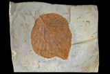 Fossil Leaf (Davidia) - Montana #120818-1